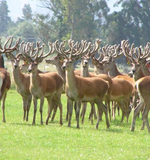 جيرالدين Forest Manor المظهر الخارجي الصورة